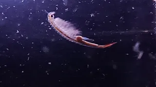 Fairy shrimp, el increíble camarón del desierto!