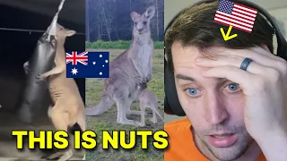 American Reacts to The CRAZIEST Kangaroo Videos [1] FIXED!