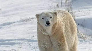 Detroit Zoo staff shocked after polar bear killed during mating