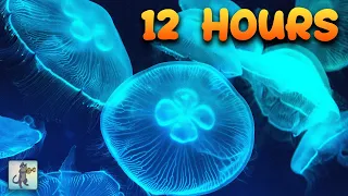 Jellyfish Aquarium Collection ~ Relaxing Music for Sleep, Study, Meditation & Yoga • Screensaver