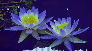 Relaxing Music Clip 48 Soft Music For Everyone To Relieve Stress And Fatigue, Music To Sleep Easy