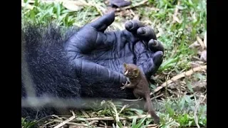 25-stone gorilla Bobo cradles with tiny bush baby in Cameroon