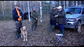 Уреньские испытания русских гончих по зайцу беляку. РГ  Аргон дип. I ст. з/б.  вл. Шатров В.А.