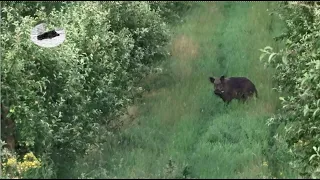 Wild boar hunting in July 2021 #2
