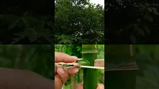 magic bamboo crossbow