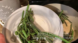 Bracken Fiddleheads. You Can Eat These When Prepared Properly