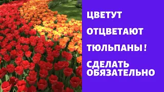 Тюльпаны отцветают 🥀: что делать если отцвели тюльпаны. Удобрение и выкапывание тюльпанов.