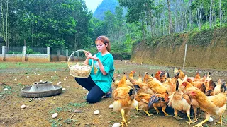 A 20-year-old single mother harvests chicken eggs - Visiting my brother at his new place