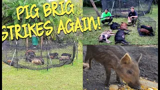 PIG BRIG STRIKES AGAIN!! Hog trapping **WARNING,GRAPHIC CONTENT** #florida #wildhogs #whitecity