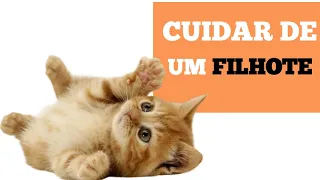 COMO CUIDAR DE UM GATO FILHOTE? O QUE SABER ANTES DE ADOTAR UM GATO FILHOTE?