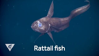 Weird and Wonderful: The curious deep-sea rattail fish