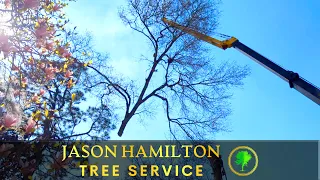 Removal of Large Tallahassee Water Oak Tree with Crane