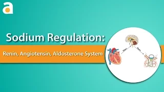 Sodium Regulation: Renin-Angiotensin-Aldosterone System (RAAS)