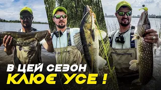 Було усе: і щука, і судак, і сім. Майже літній спінінг.