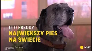 Oto Freddy. Największy pies na świecie | Onet100