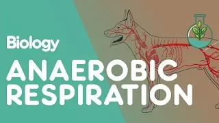 What Is Anaerobic Respiration | Physiology | Biology | FuseSchool