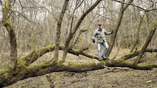 4 Hot Trees You Need On Your Deer Hunting Land