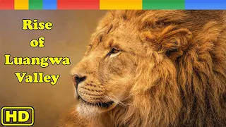 Lion Documentary  -  Rise of Luangwa Lion Pride Africa 2023