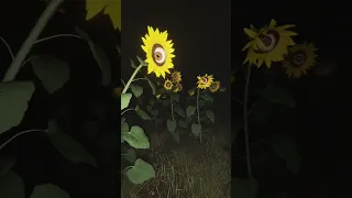 CREEPY New sunflower species discovered! 🌻 #halloween