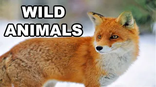 Learning Animal Adventure for Kids! (EXPLORING WILD Animals!)