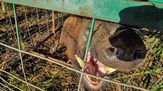 This WILD PIG Wanted to ATTACK ME | Catch Clean Cook