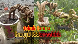 SANGAT MUDAH MEMBUAT SANCANG SPLIT TRUNK‼️WAJIB COBA #bonsai #bonsaiindonesia #sancang