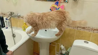 проверяющий кот