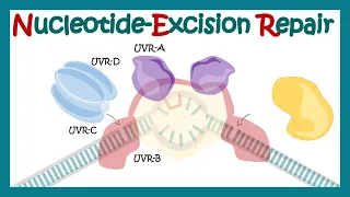 Nucleotide excision repair | NER | DNA repair mechanism animation| xeroderma pigmentosum| DNA repair