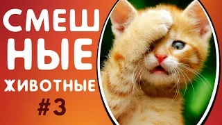 СМЕШНЫЕ ЖИВОТНЫЕ 2017 ЛУЧШИЕ ПРИКОЛЫ С ЖИВОТНЫМИ - ПОДБОРКА ПРИКОЛОВ #3