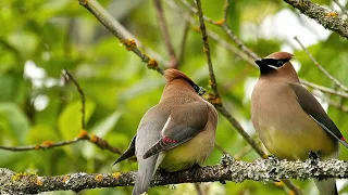 Birding with Rob Stavinga: Cedar Waxwing