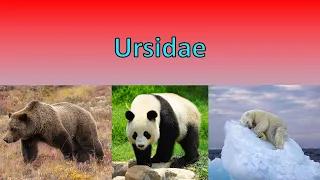 All 8 living species of bear | Ursidae