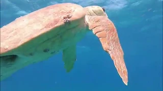 Ten Minutes of Sea Turtles Swimming Gracefully Through The Ocean