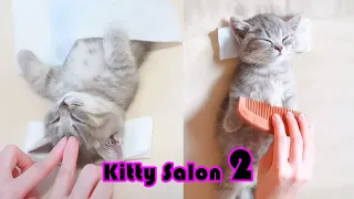 NEW! 😍Kitty Salon 2 - Super cute kitten baby cat having SPA treatment full service