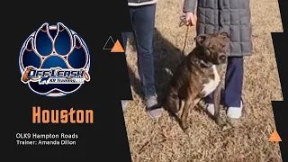 Houston the Staffy-Pit Mix Journey: Overcoming Reactive Behavior!