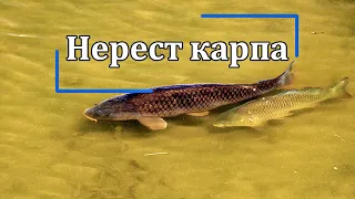 Нерест карпа | Наблюдения