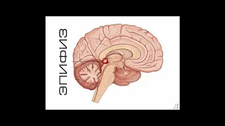 11.19.1 Подробное разъяснение. Эпифиз. Часть первая