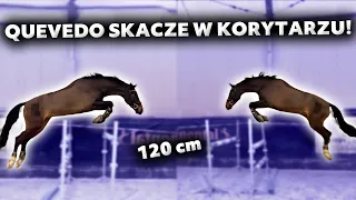 QUEVEDO SKACZE W KORYTARZU 😱✈️| Zobaczcie, jak sobie poradził 🐴