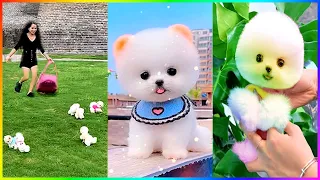 The Cutest Mini Pomeranians in the World 😍 Chó Phốc Sóc Mini Dễ Thương Nhất Thế Giới 🐾 #505