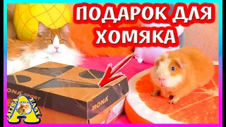 ЧТО ПРИСАЛИ ХОМКЕ? / РАСПАКОВКА ПОСЫЛОК ДЛЯ НАШИХ ПИТОМЦЕВ / Alisa Easy Pets