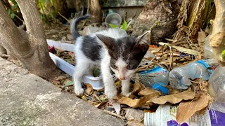 Rescue homeless kittens was ears , eyes  and face so dirty | FTC Meow