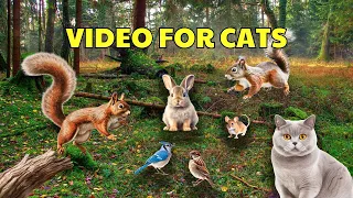 Videos for Cats to Watch - Cute Birds, Squirrels, Bunnies on the Green Grass,  24 Hours