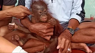 Baby orangutan rescued by angler