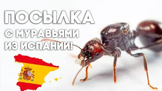 РАСПАКОВКА БОЛЬШОЙ ПОСЫЛКИ С МУРАВЬЯМИ ИЗ ИСПАНИИ!  Димон и пумба