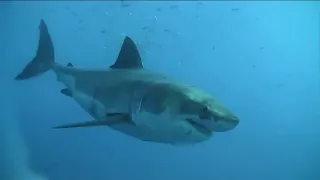 OCEARCH scientists prepare for their next shark tagging expedition