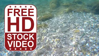 Free Stock Videos – underwater footage with fish pebbles rocks and seaweed GoPro raw footage 60fps