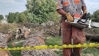 STIHL MS 462 WITH 25" BAR CUTTING UP PECAN TREE