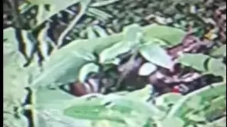 New Footage of The Varginha Incident Alien UAP Crash: this footage had been hidden since 1996