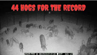 UNBELIEVABLE!!! NEW PB RECORD OF WILD HOGS TRAPPED WITH MUDDYFEET!!!