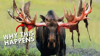 This Is Why Moose Lose Their Antlers