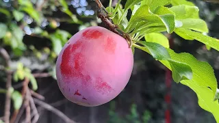 Taste Testing my first Santa Rosa Plum of the season 😃